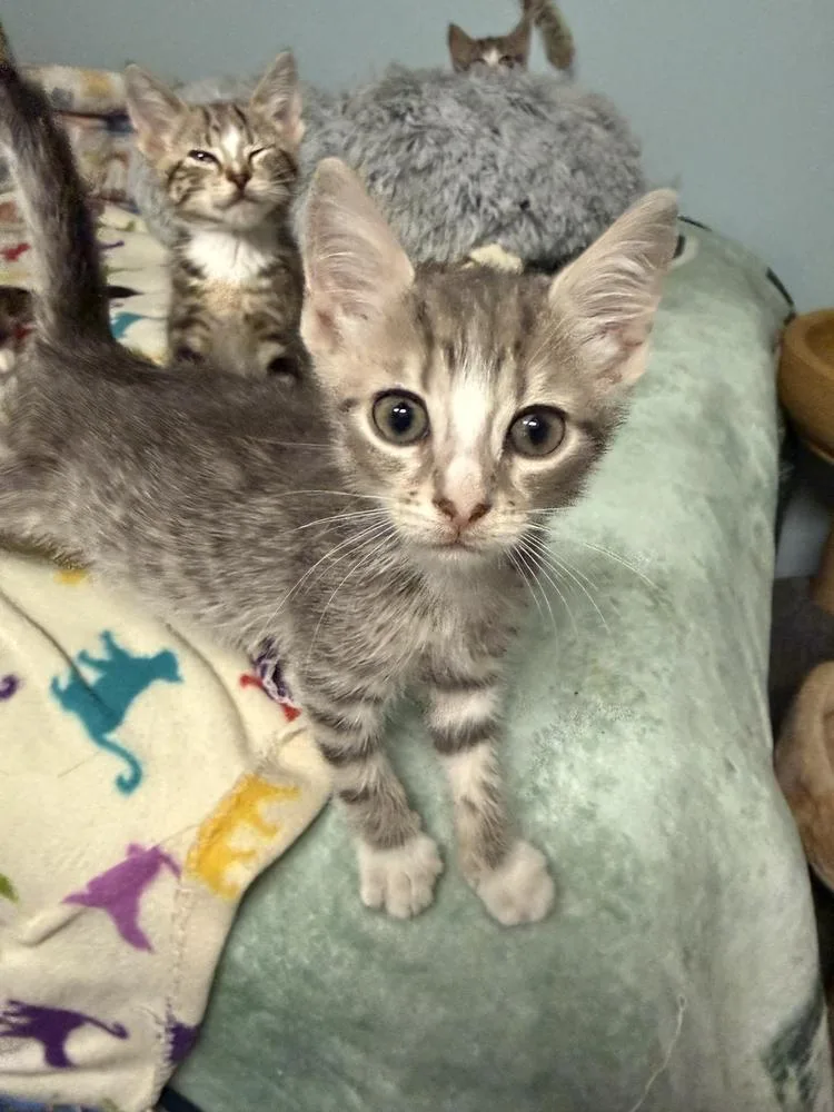 A baby medium-sized female Gray / Blue / Silver Domestic Short Hair cat named Auri for adoption in Milltown, NJ