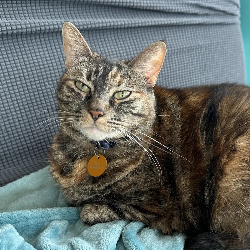 Lady Nibblesworth Of Downtown