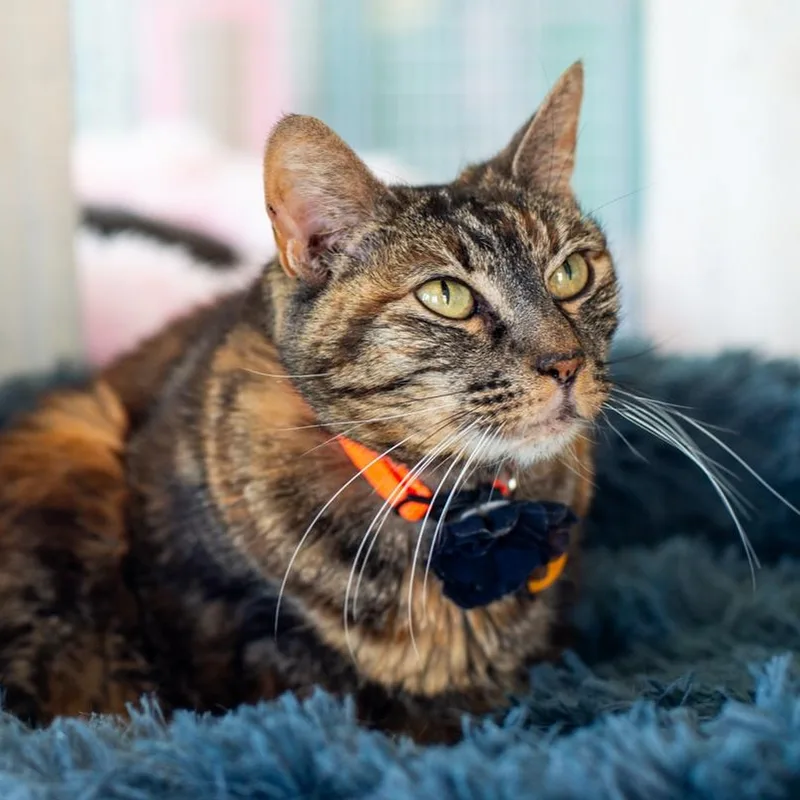 Lady Nibblesworth Of Downtown thumbnail 3