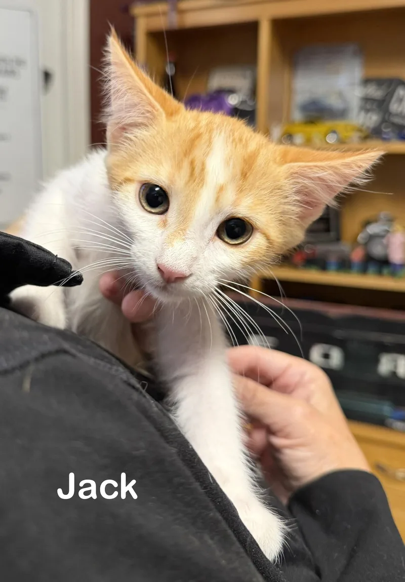 Jack