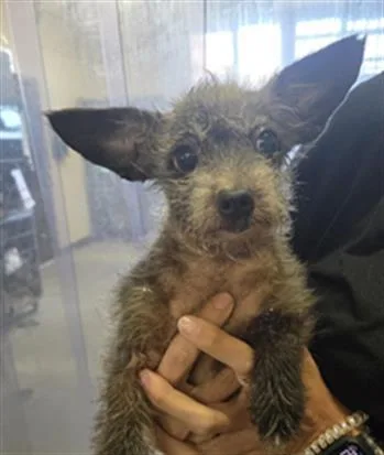 An adult small-sized female Chihuahua dog named Patty for adoption in Camarillo, CA