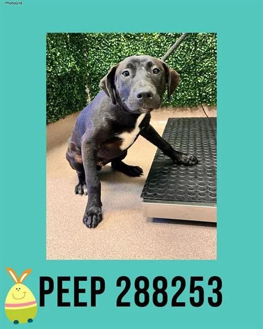 A young small-sized male Mixed Breed dog named Peep for adoption in Macon, GA