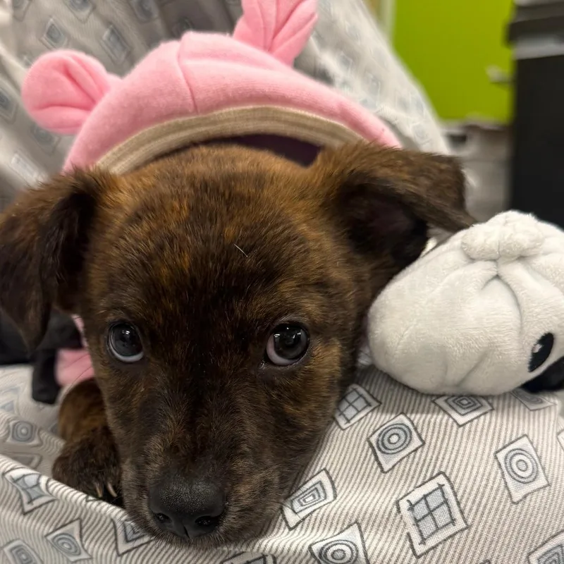 A baby small-sized female Brindle Mixed Breed dog named Sandcastle Sami for adoption in Austin, TX