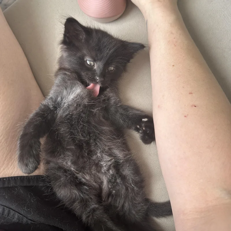 A baby small-sized male Black Domestic Medium Hair cat named Peter for adoption in San Jose, CA