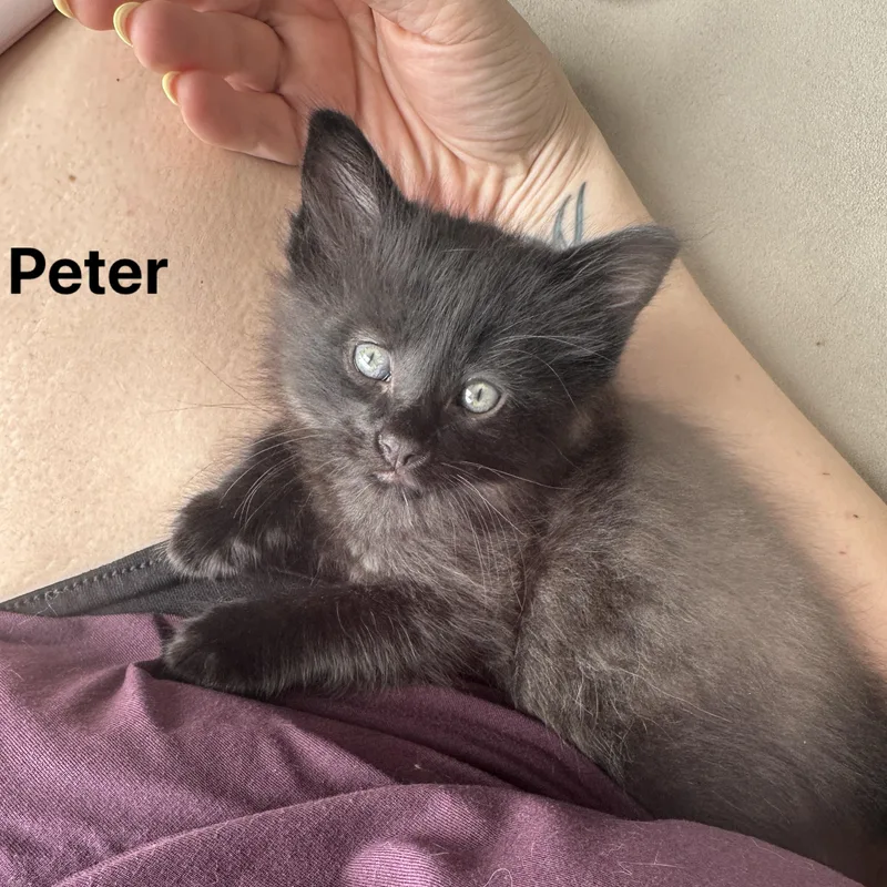 Peter thumbnail 2