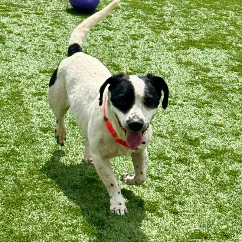 An adult medium-sized male White / Cream Mixed Breed dog named Snoopy for adoption in Naperville, IL