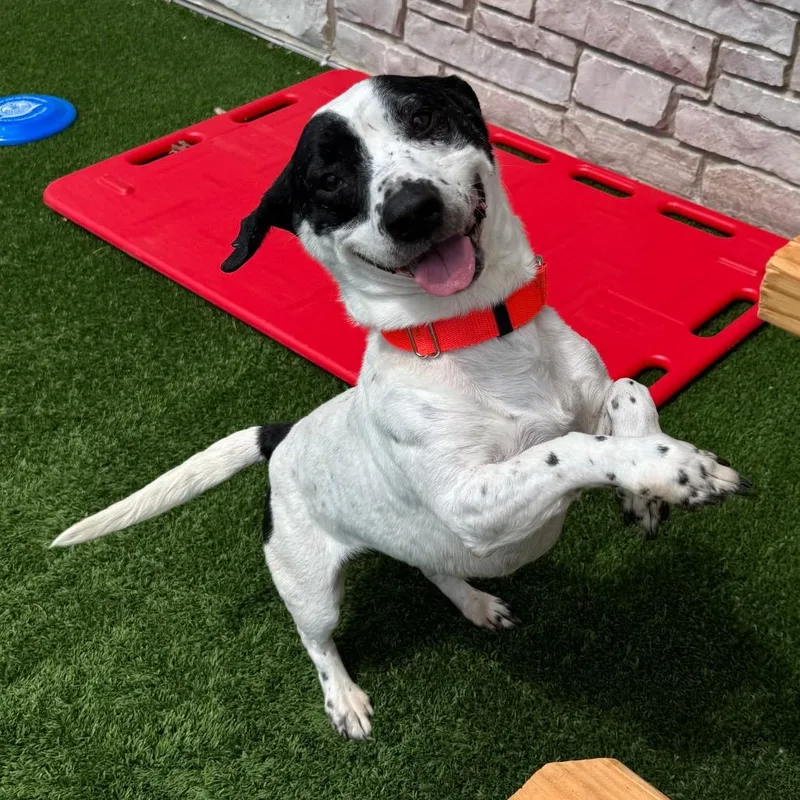 Snoopy thumbnail 2