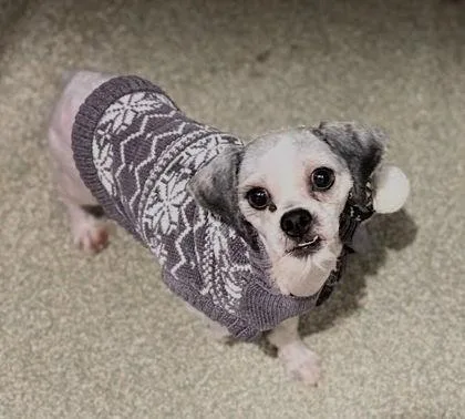 An adult small-sized male Shih Tzu dog named Rocky for adoption in Washington, DC