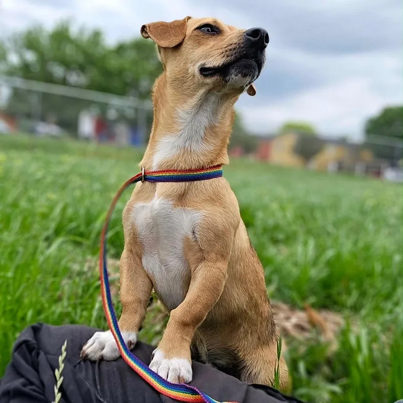 A young small-sized male Yellow / Tan / Blond / Fawn Dachshund dog named Freddy for adoption in Wimberley, TX