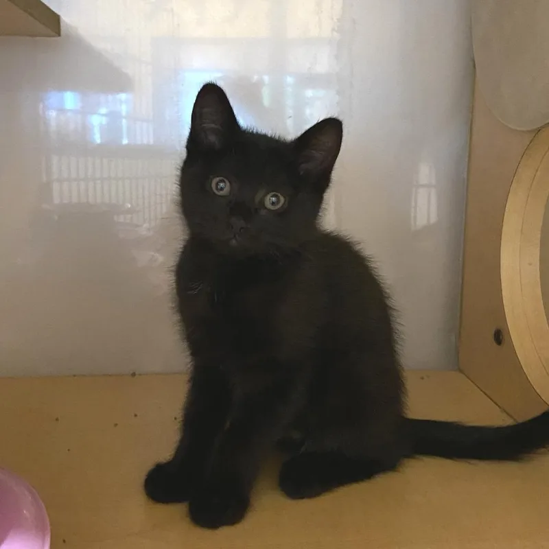 A baby small-sized male Black Domestic Short Hair cat named Elliot for adoption in Washington Township, OH
