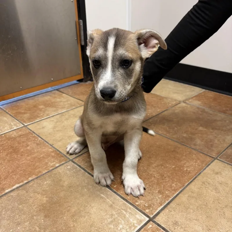 A baby small-sized male Black Siberian Husky dog named FWT Wade for adoption in Midland, TX
