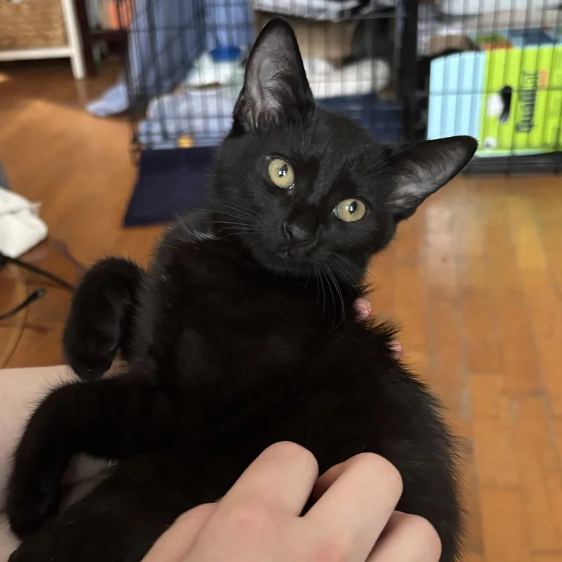 A baby small-sized female Black Domestic Short Hair cat named Echo for adoption in Miami, FL