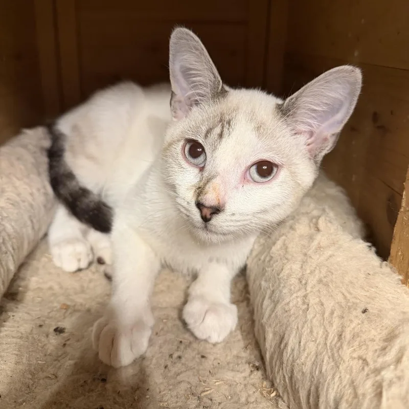 A baby small-sized male American Shorthair cat named Casper for adoption in Bessemer, AL