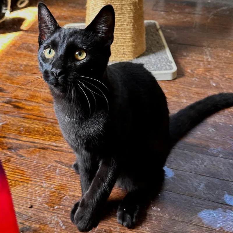 A young medium-sized male Black Domestic Short Hair cat named Murphy for adoption in Washington Township, OH
