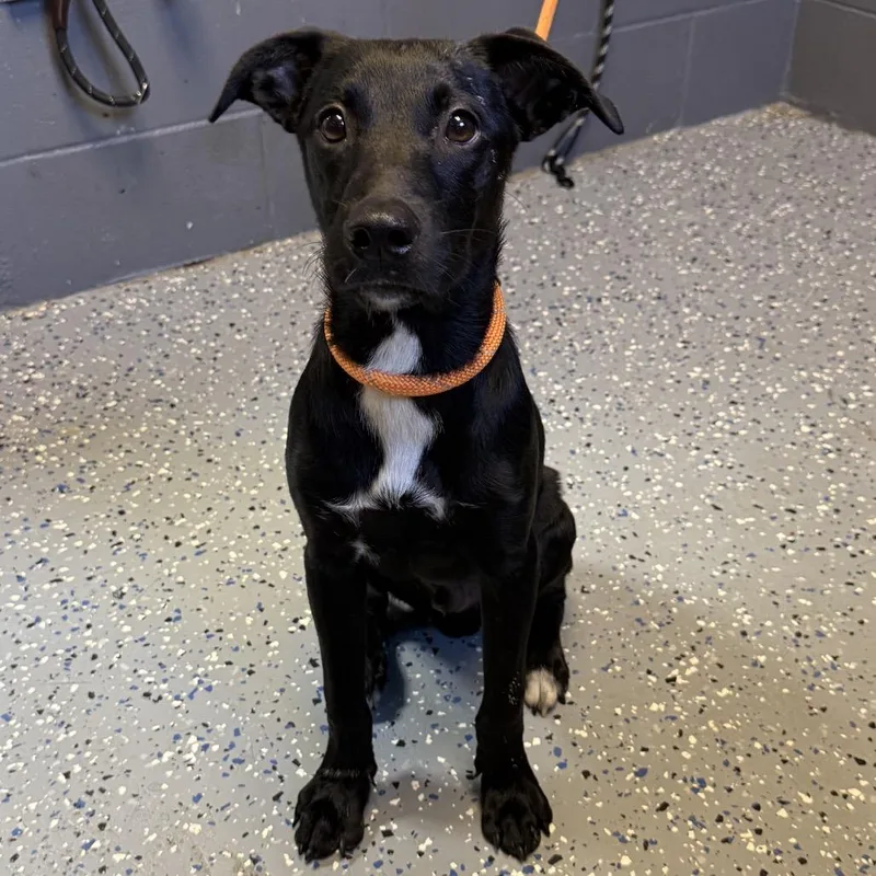 A young medium-sized male Black Labrador Retriever dog named TUSCStray for adoption in Tuscaloosa, AL