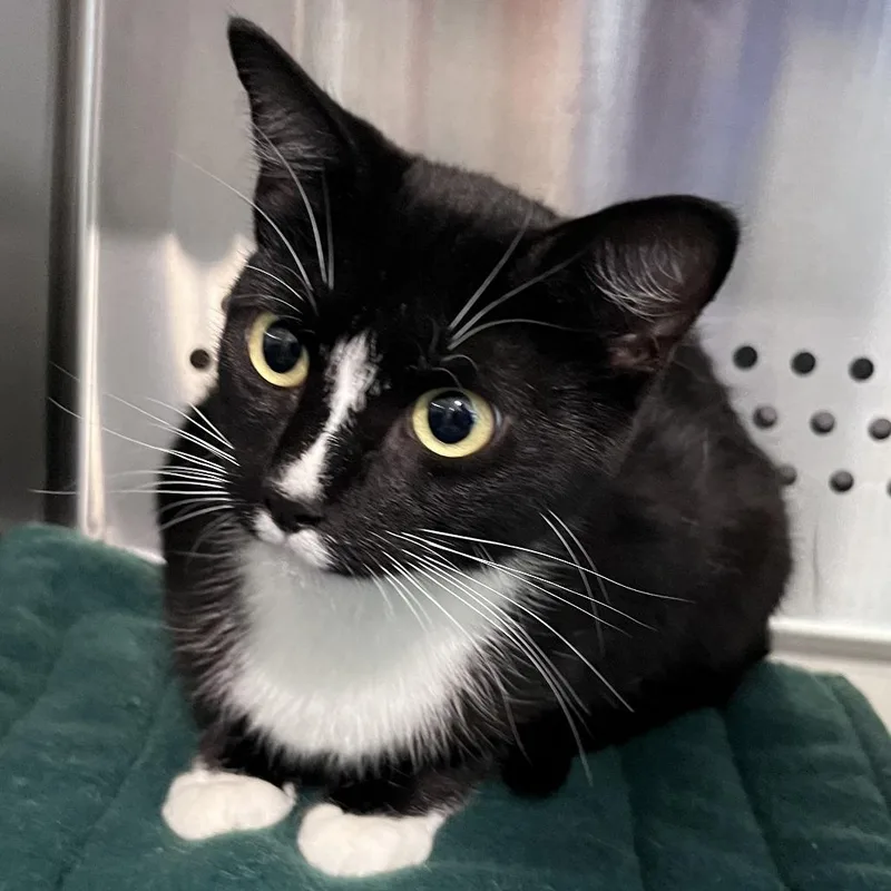 A young medium-sized female Black Domestic Short Hair cat named Inky for adoption in Washburn, MO