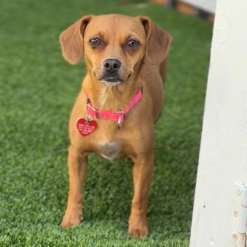 An adult small-sized female Brown / Chocolate Dachshund dog named Cinnamon A for adoption in Mission Hills, CA