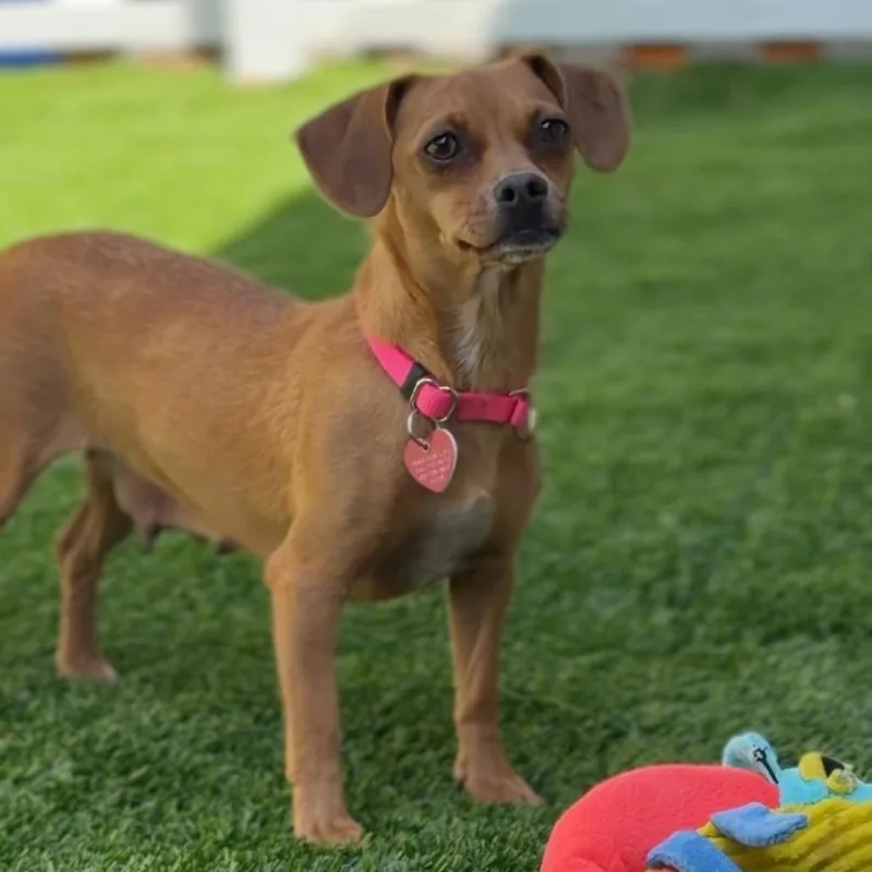 Cinnamon A thumbnail 3
