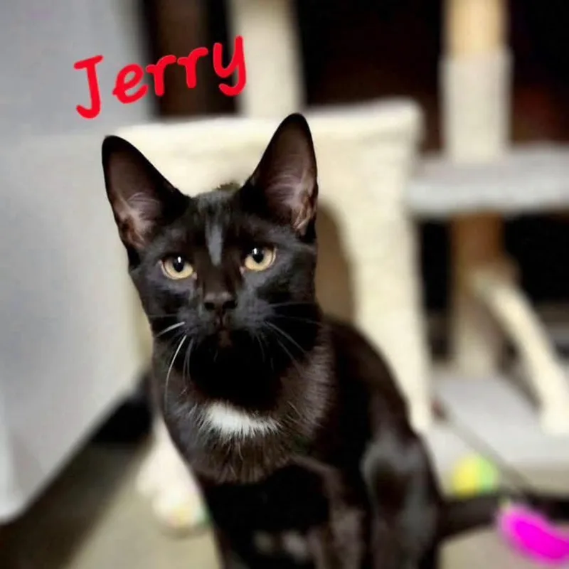A young medium-sized male Black Domestic Short Hair cat named Jerry for adoption in Spring Lake, NJ
