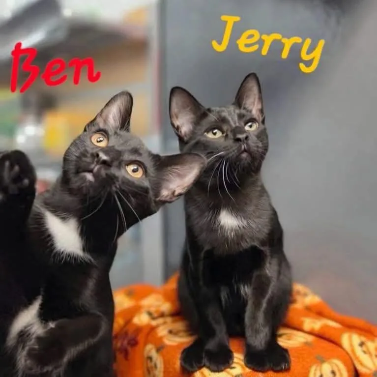 Jerry thumbnail 2