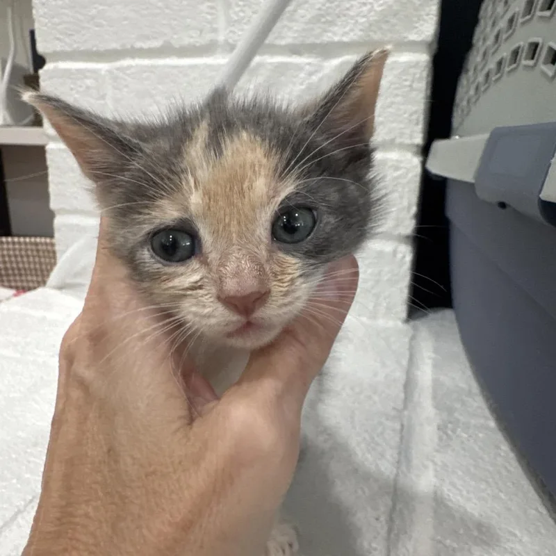 A baby small-sized female Domestic Medium Hair cat named Ellamore for adoption in Austin, TX
