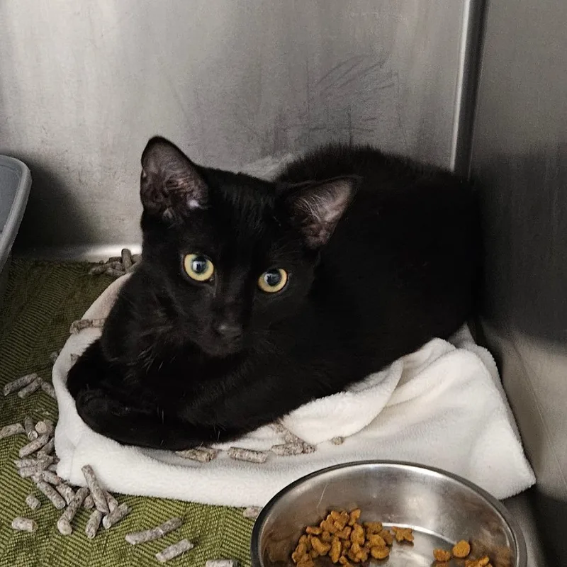 A baby medium-sized male Black Domestic Short Hair cat named Xavier for adoption in Oneonta, NY