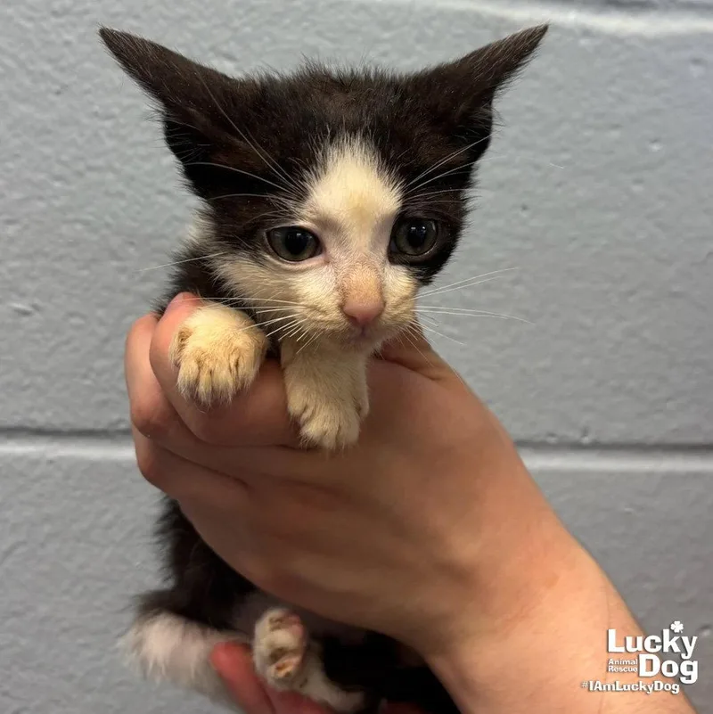 A baby medium-sized male Domestic Short Hair cat named Colt for adoption in Washington, DC