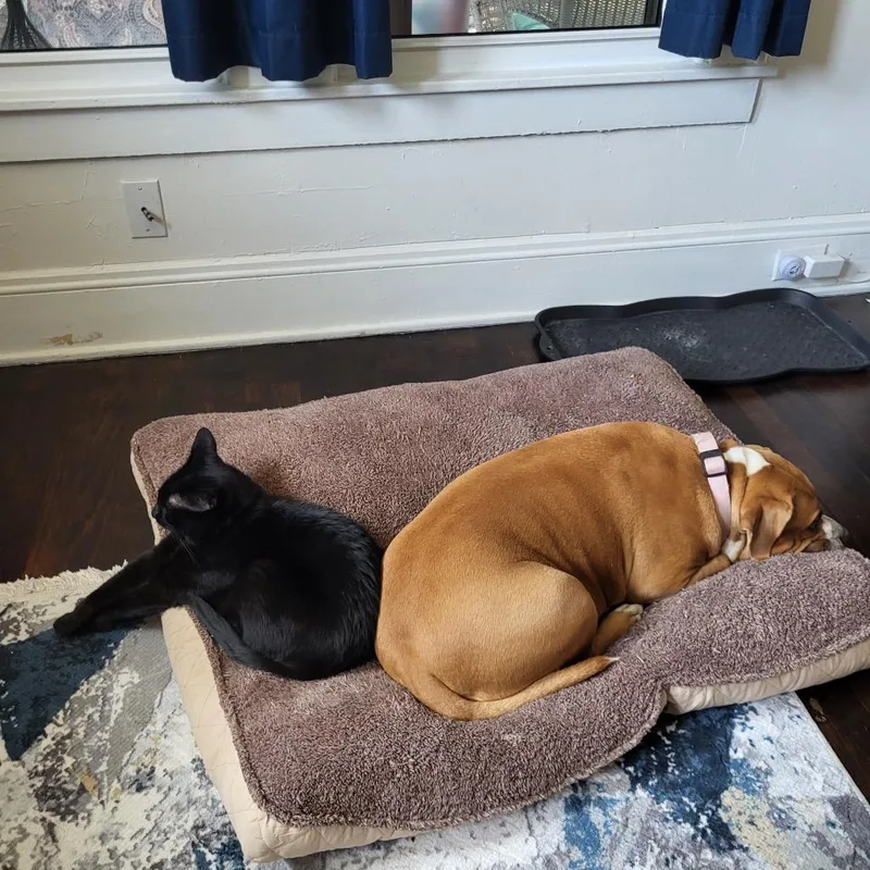 An adult large-sized female Pit Bull Terrier dog named Ginger for adoption in Dallas, TX