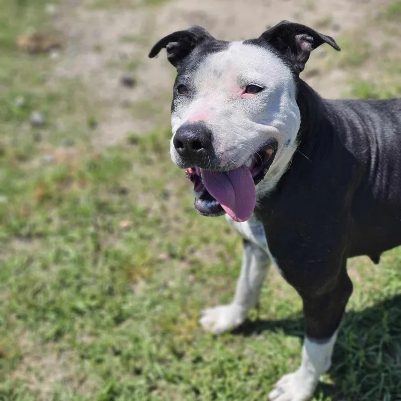 Georgia