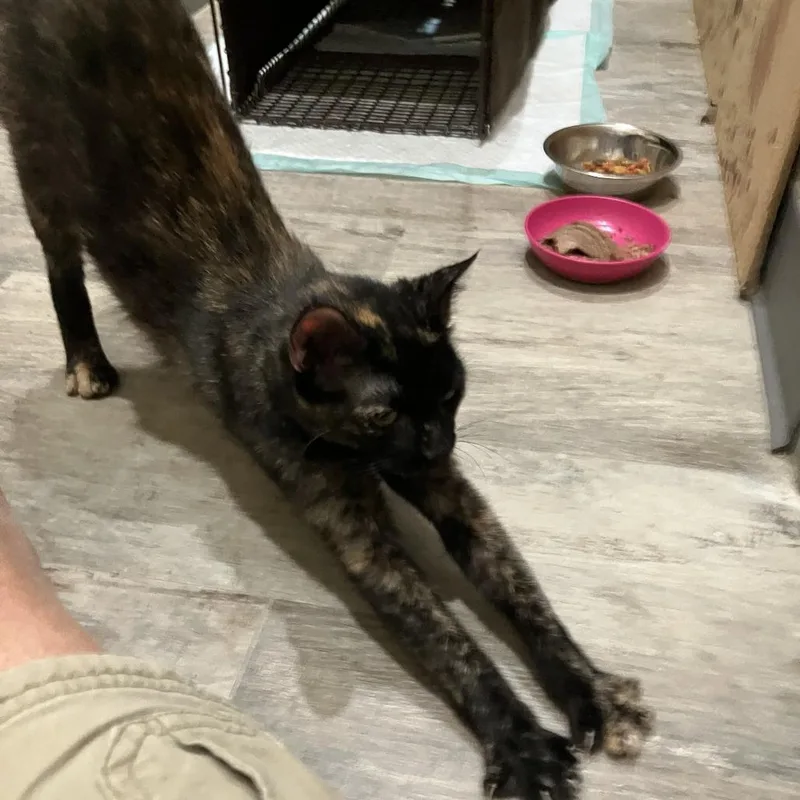 A young medium-sized female Orange / Red Domestic Short Hair cat named Turtle for adoption in Austin, TX