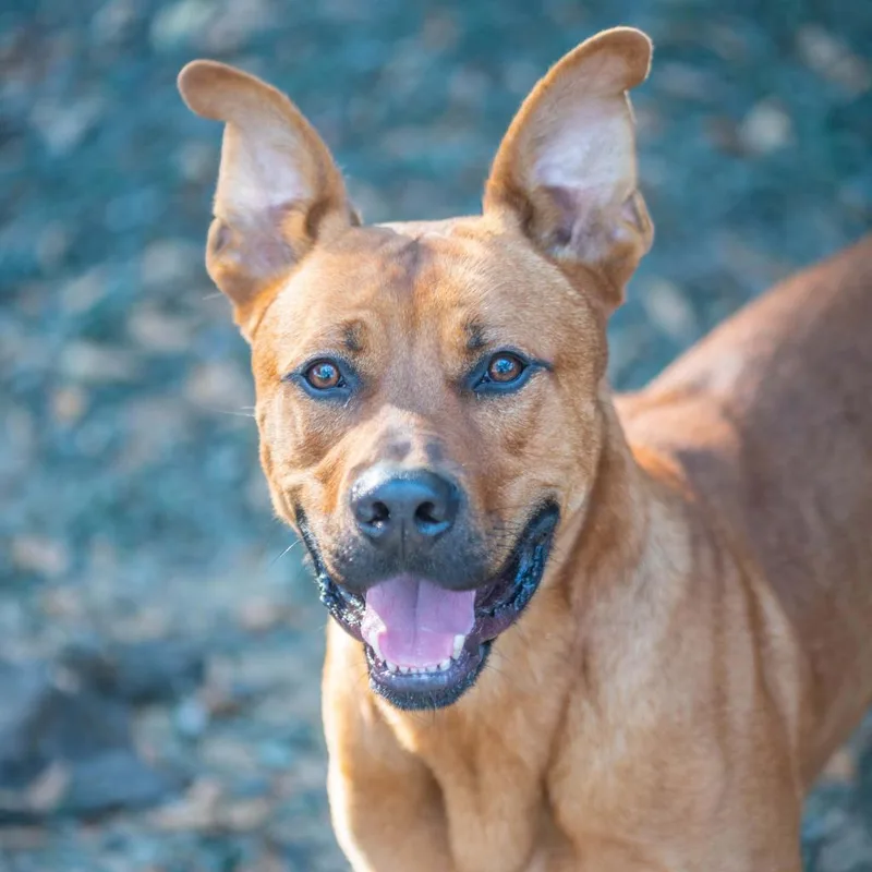 Mr. Bean thumbnail 2