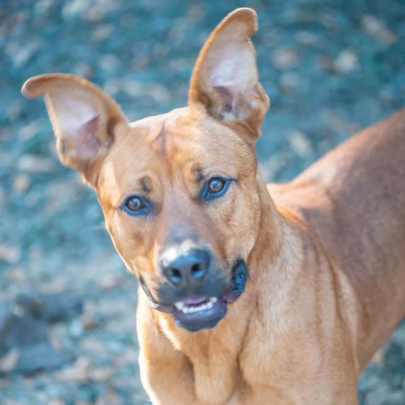 Mr. Bean thumbnail 3