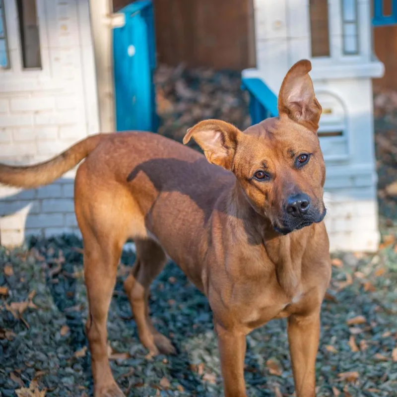 Mr. Bean thumbnail 4