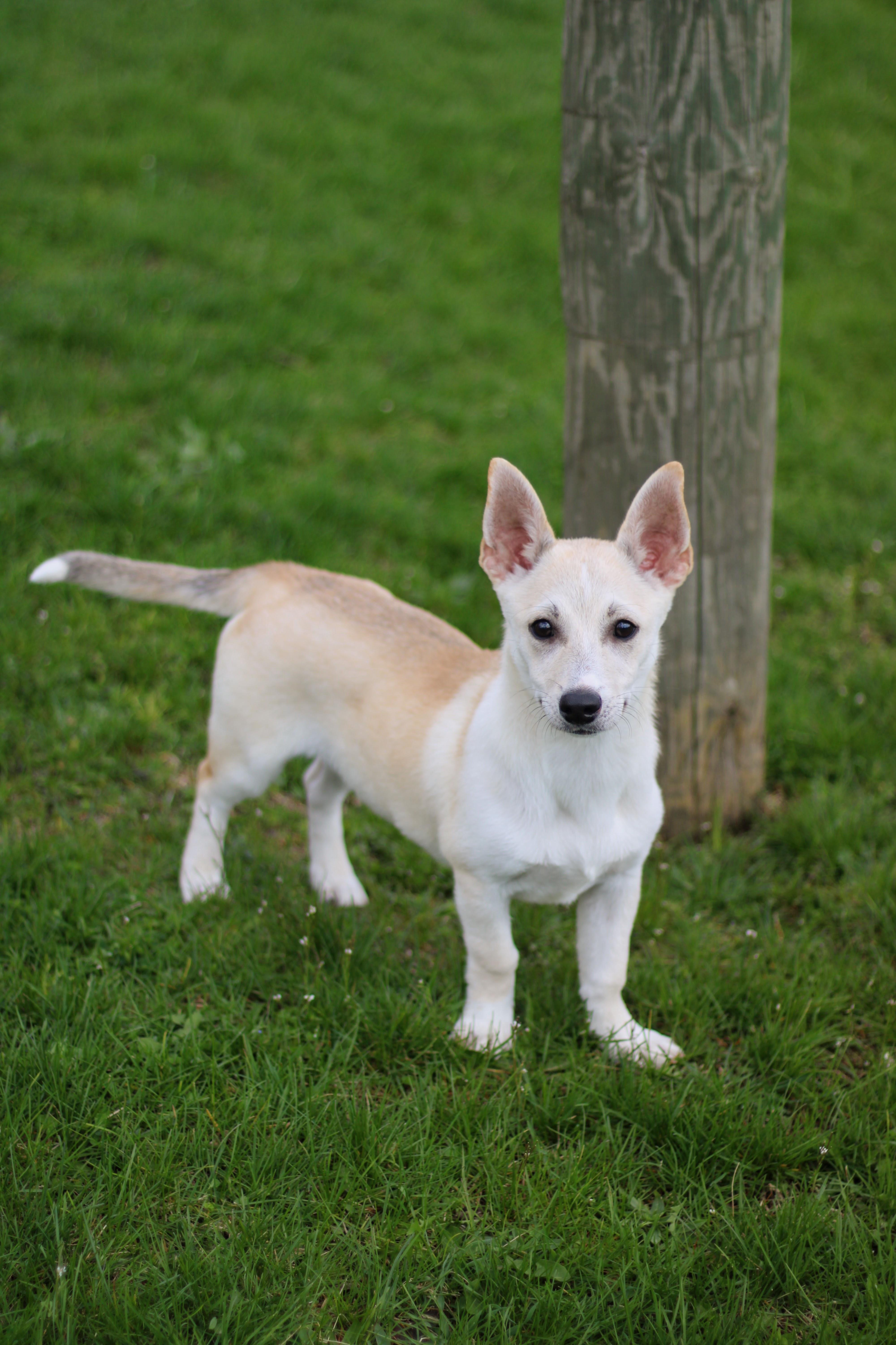 A baby medium-sized female White / Cream Corgi dog named Flora for adoption in Battle Creek, MI