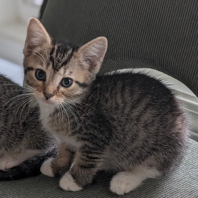 A baby small-sized female Brown / Chocolate Domestic Short Hair cat named Otto for adoption in Raleigh, NC