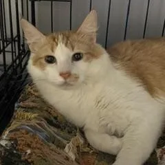 A baby medium-sized male Orange & White Domestic Medium Hair cat named Bonito for adoption in Phoenix, AZ