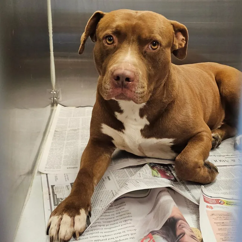 An adult large-sized male Brown / Chocolate Pit Bull Terrier dog named Odin for adoption in Concord, NC