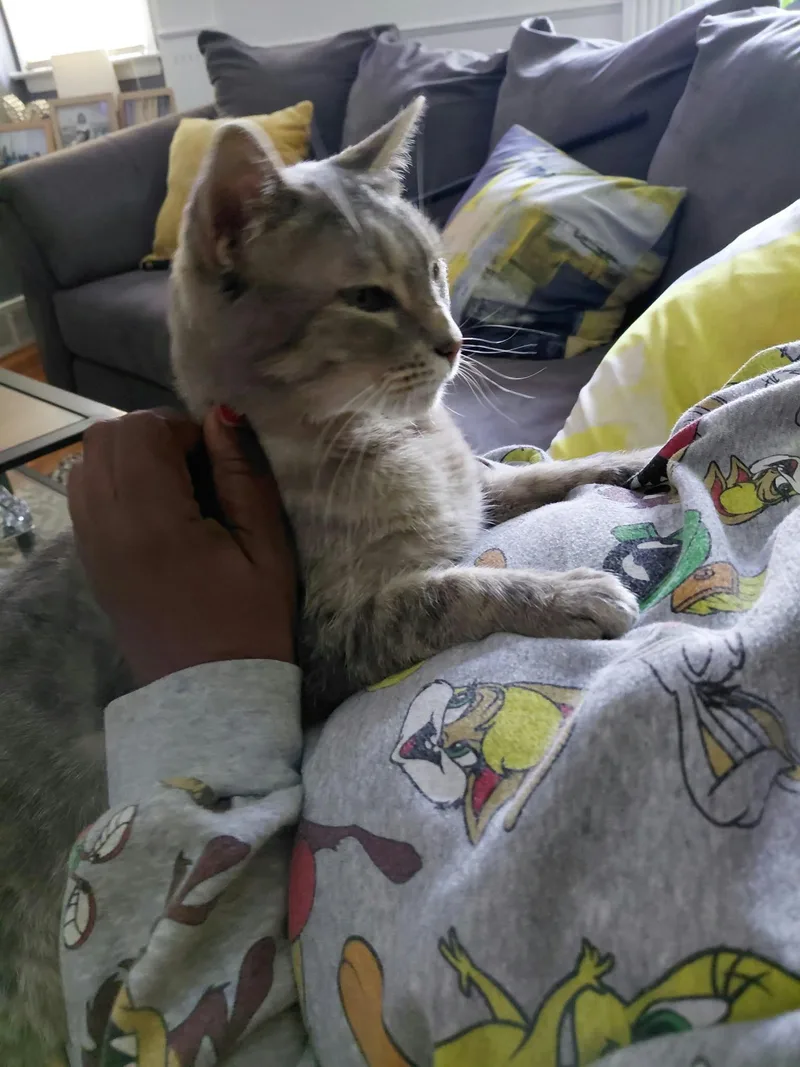 An adult medium-sized female Gray / Blue / Silver Domestic Short Hair cat named Gracie for adoption in Livonia, MI