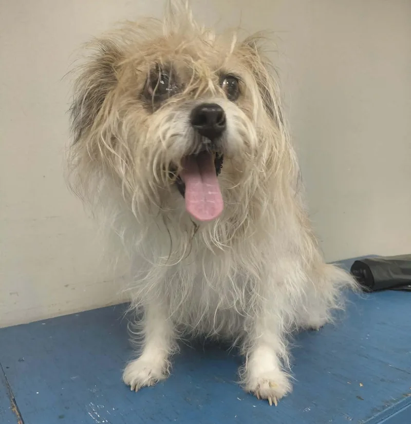A senior medium-sized female Norwich Terrier dog named Ludo for adoption in Knoxville, TN