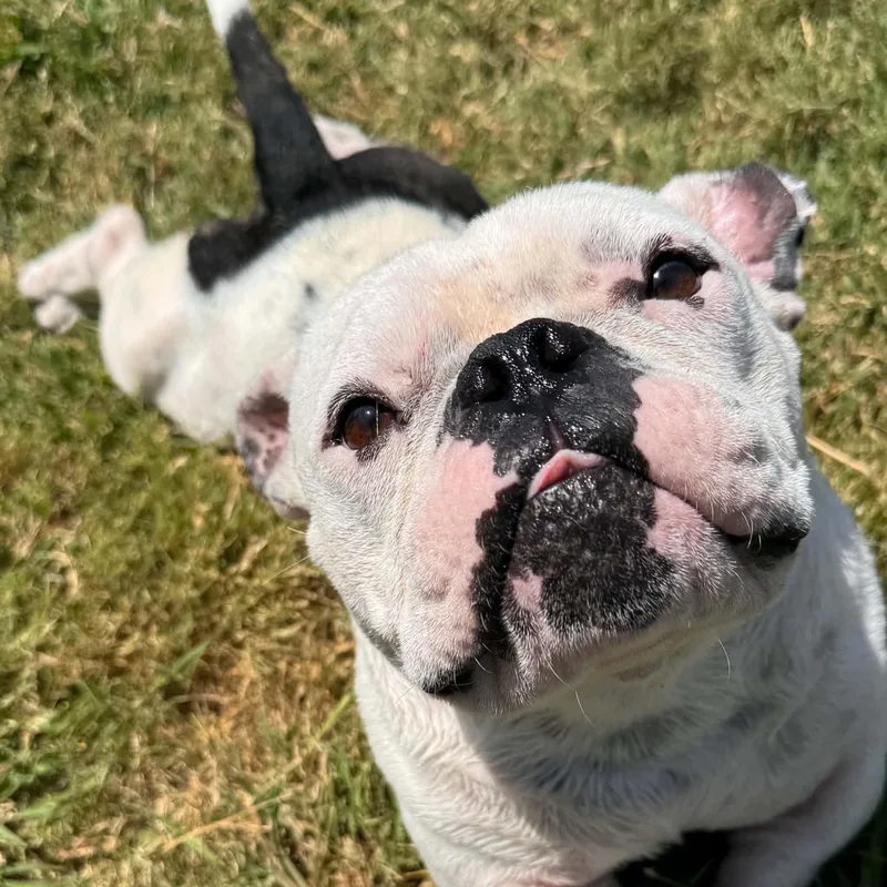 An adult medium-sized male White / Cream English Bulldog dog named Henry for adoption in Bryan, TX