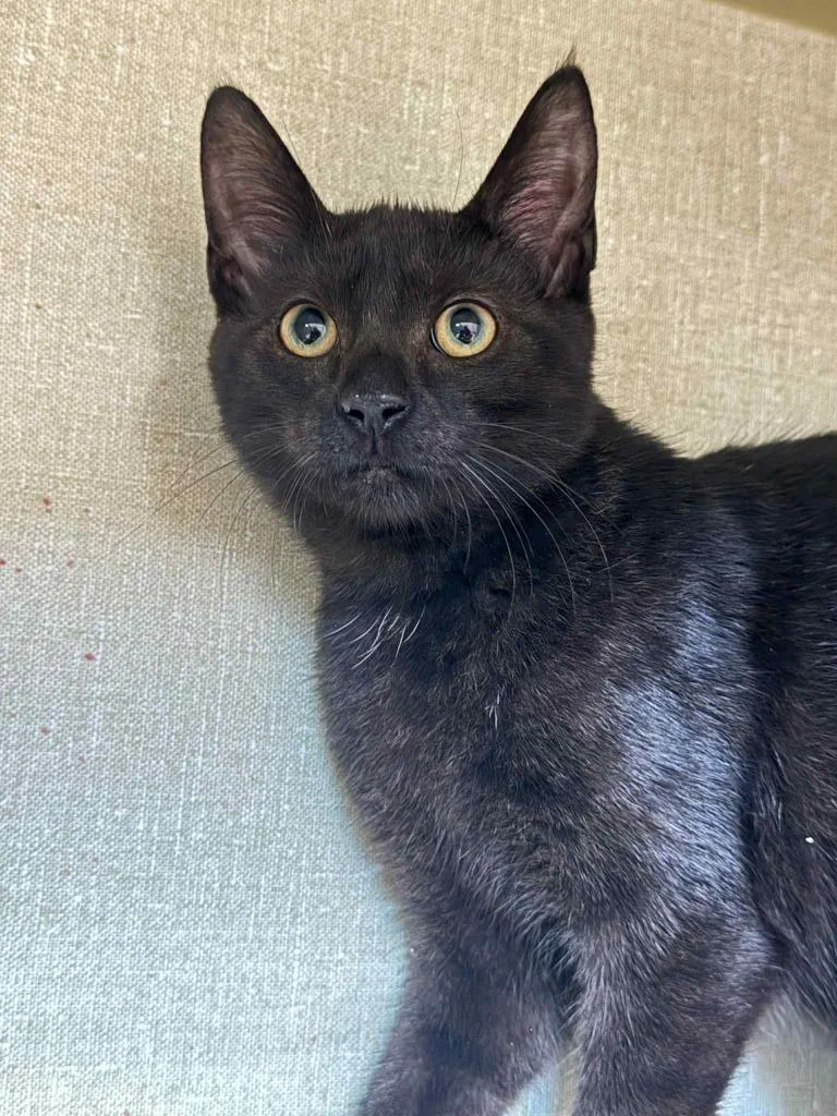 Black Bean thumbnail 3