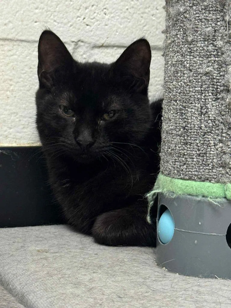 Black Bean thumbnail 4