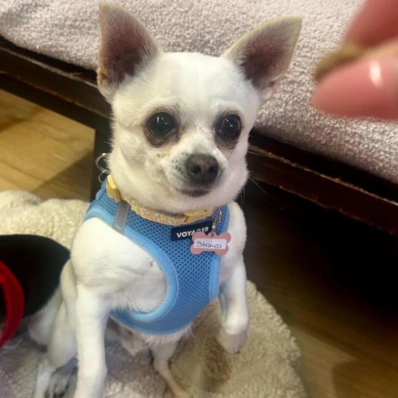 A senior small-sized male White / Cream Chihuahua dog named Strauss for adoption in San Francisco, CA