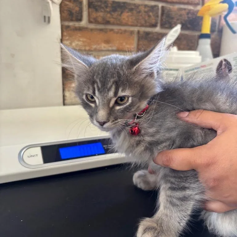 A young medium-sized male Gray / Blue / Silver Domestic Short Hair cat named Sirius for adoption in Coachella, CA