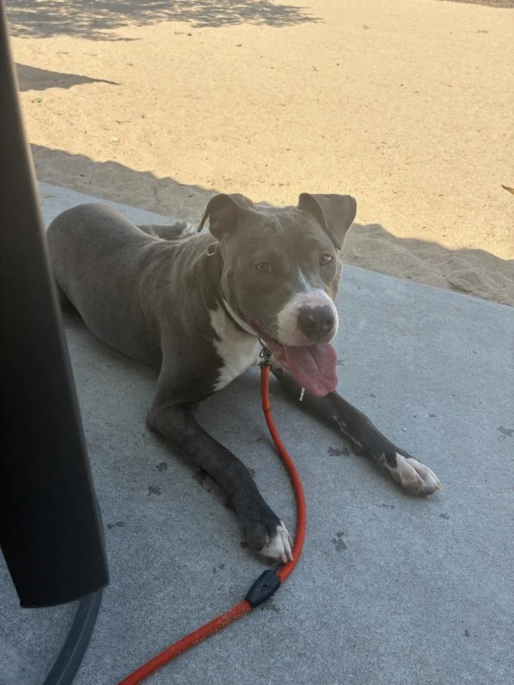 A young medium-sized female Gray / Blue / Silver Staffordshire Bull Terrier dog named Pixie for adoption in Fremont, NE