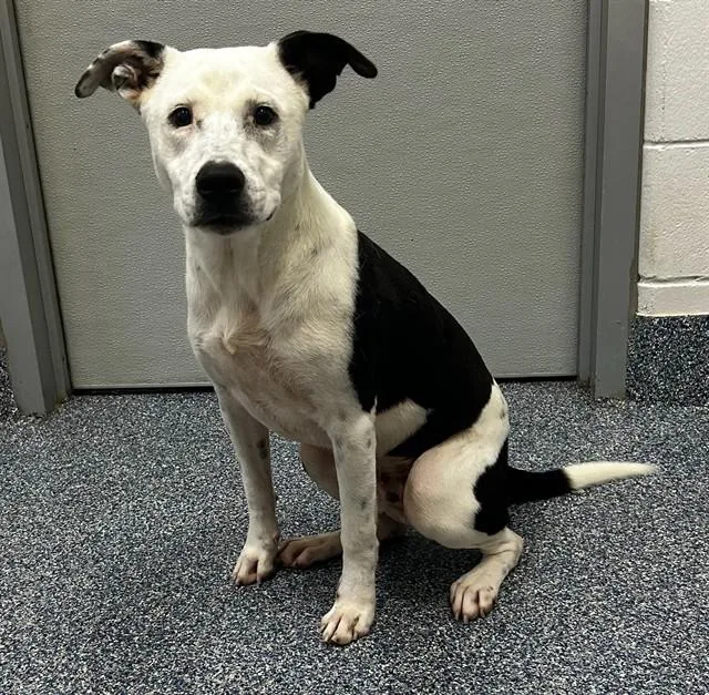 An adult medium-sized male Labrador Retriever dog named Snoopy for adoption in Appling, GA