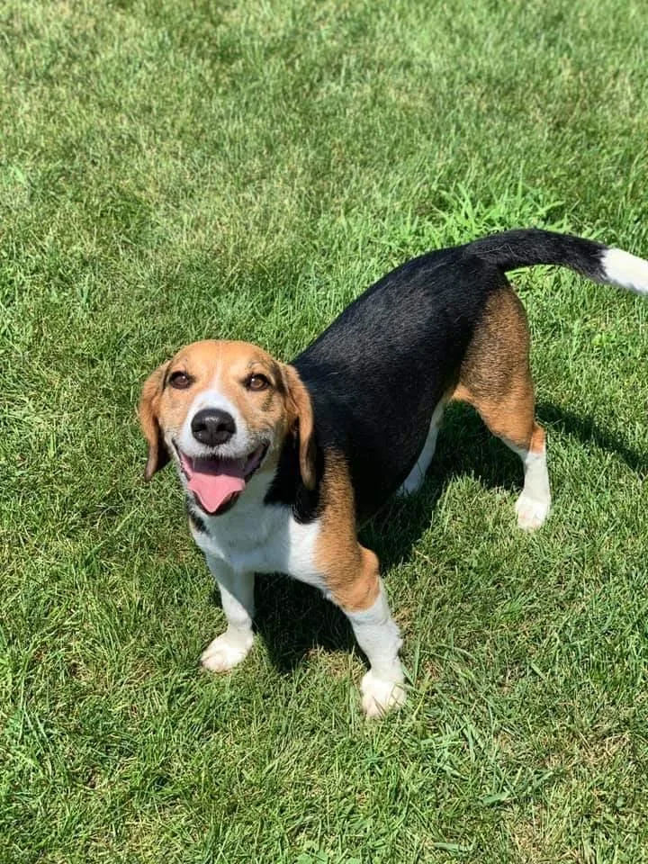 An adult small-sized male Tricolor (Brown, Black, & White) Beagle dog named Taylor for adoption in Mishawaka, IN