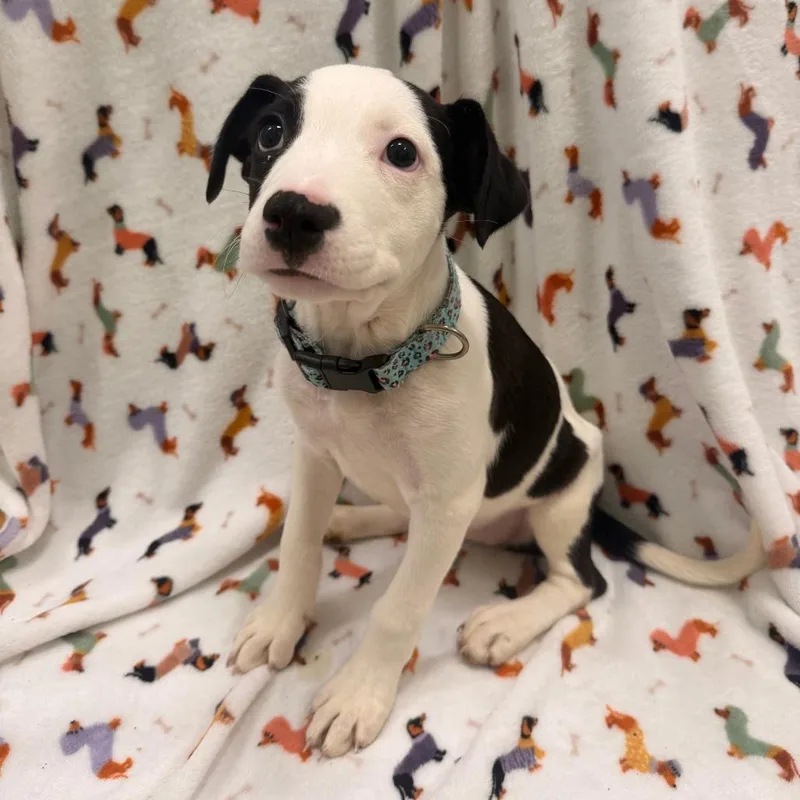 A baby small-sized female Black Anatolian Shepherd dog named Kayda for adoption in Austin, TX