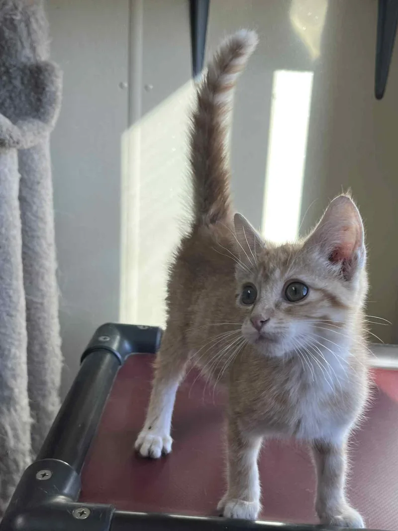A young medium-sized male Orange / Red Tiger cat named Leo for adoption in Austin, MN