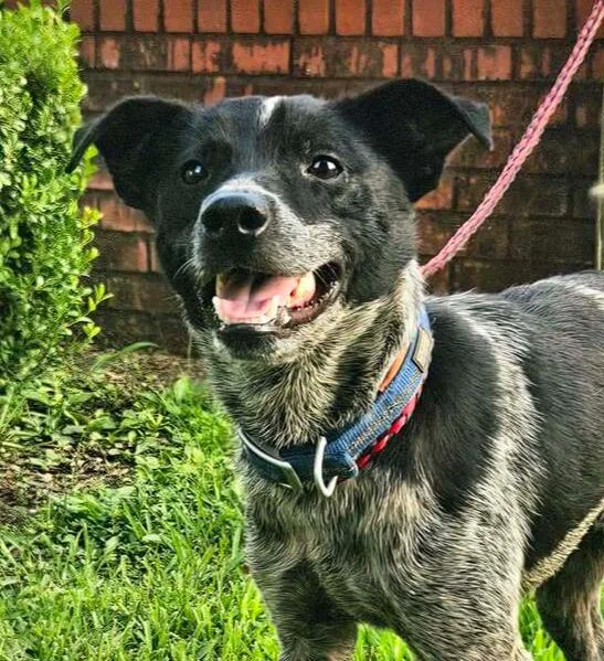 An adult medium-sized male Merle (Blue) Mixed Breed dog named Buddy for adoption in Groveland, MA